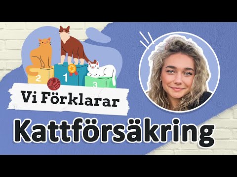 Kattförsäkring - vad är det?